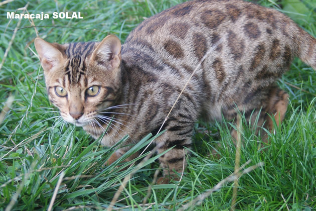 male bengal brown 